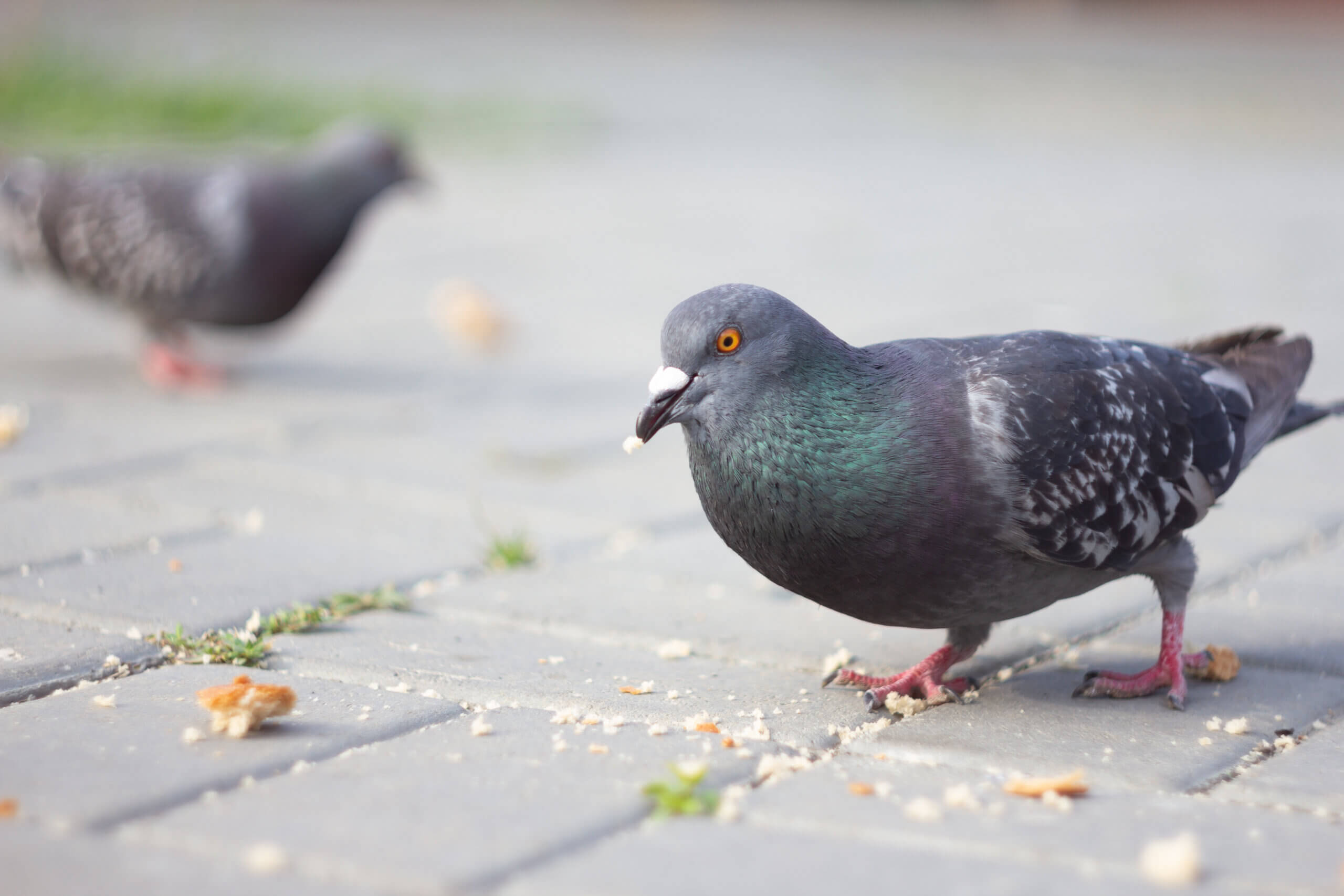 困った！工場の鳩対策、こんなに簡単でいいの!? - ダスキン江崎支店